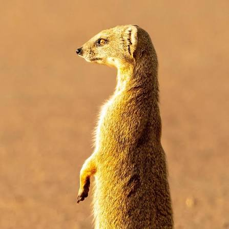 Taxonomy & Evolution